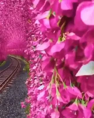 A stunning bougainvillea tunnel in Taiwan