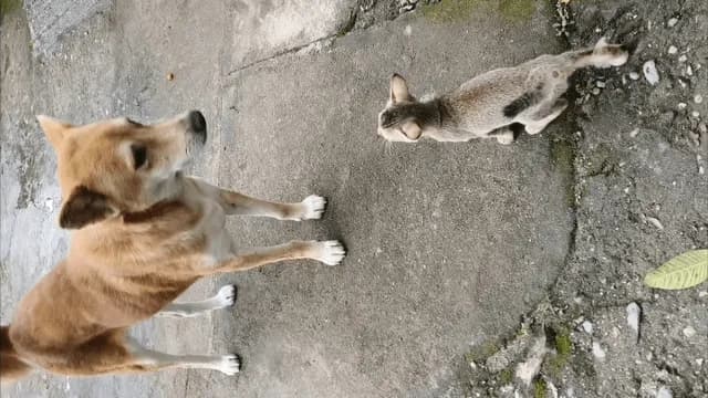 [OC] Scared stray kitten refused to go near the street dog until Mama Cat inspected him and gave the green light. Watch them at the end!