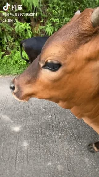 Chill cow
