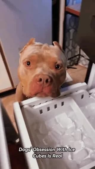 Dogs really love their ice cubes