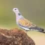 Food and water stations for wild birds are contributing to spread of deadly diseases, study finds