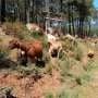 Mixed grazing, controlled burns and collaboration can curb Mediterranean wildfire risks