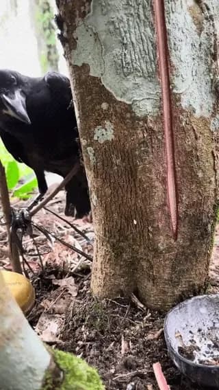 Natural rubber being extracted from rubber trees (Hevea brasiliensis)
