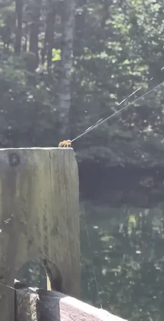 A spider “ballooning”