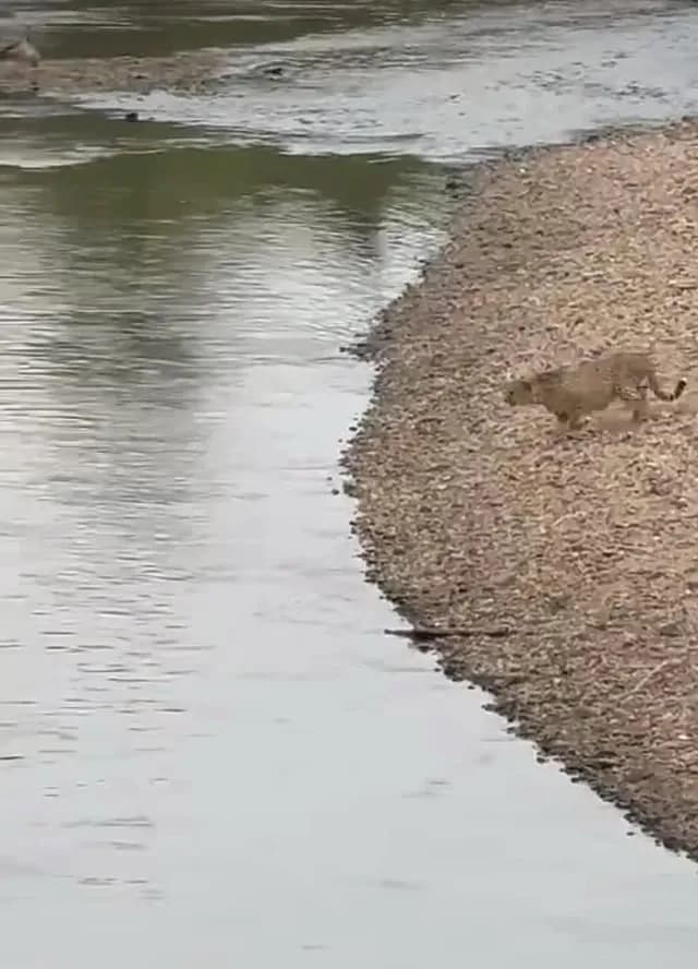 Cheetah Carefully Crosses Croc Infested Waters