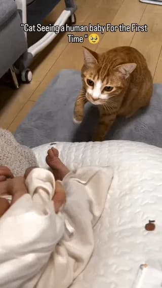 Orange be like, "your baby = my baby"
