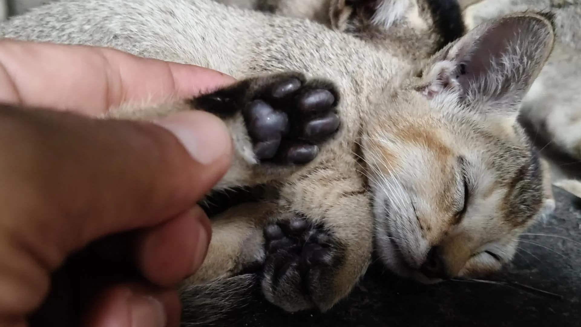 [OC] Street kittens from Jaigaon showed up at our doorstep a few months ago. Look at them now. Illegally cute.