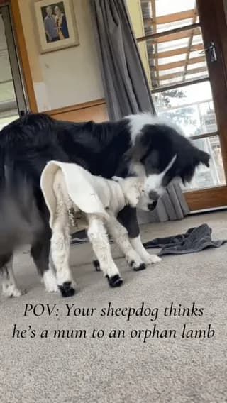 This sheepdog fully believes this little lamb is his puppy