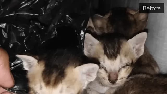 [OC] Watching these rescued street kittens go from sick and scared to healthy and full of energy made my whole week 🐾