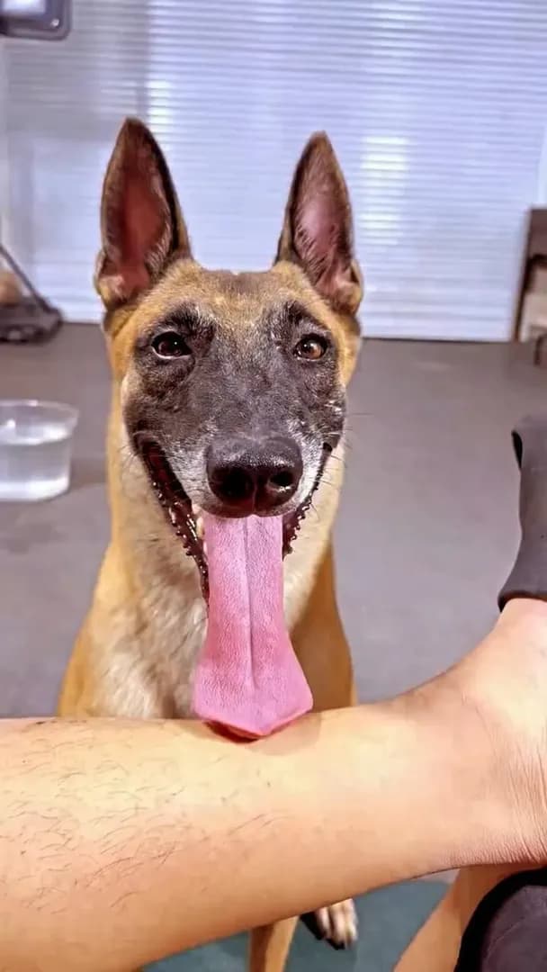 Certified Good Boy