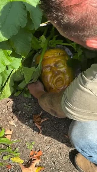 Farmers use custom molds to grow pumpkins in different shapes.
