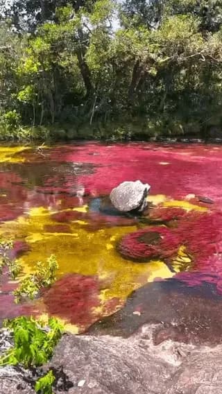 Caño Cristales also known as 'river of five colors' in Colombia , these are colorful aquatic plants