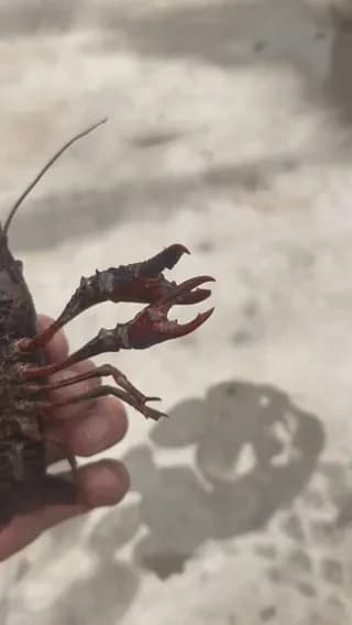 This crayfish has four claws.
