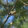 How much clearcutting can nature sustain? A study determines the ecological limit for boreal forest birds