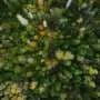 Tree species diversity protects forests from climate extremes, study finds