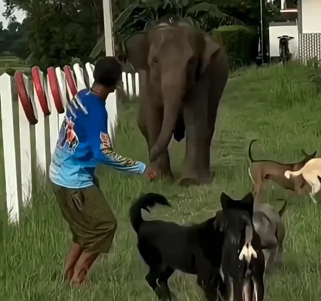 the elephant thought the dogs were hurting the caretaker, so he ran towards them to save him