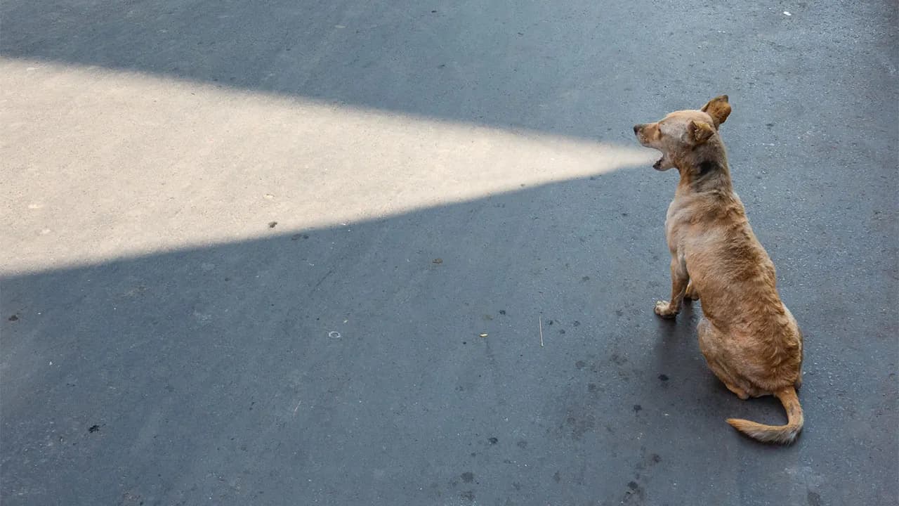 23 Best Street Photos From The 2026 Macadam Awards That Capture Life’s Funniest Coincidences