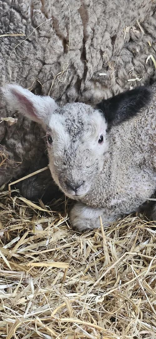 New lamb with one black ear