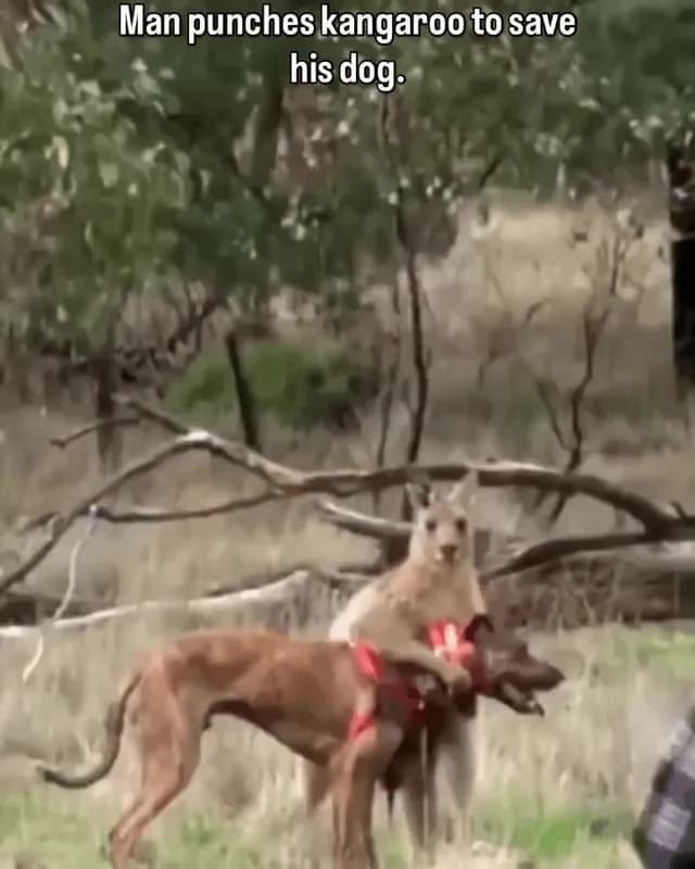 He risked it all for his dog ❤️