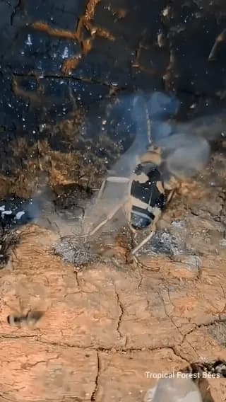 Bombardier Beetles spray boiling acid (212° F)as a defence mechanism against predators.