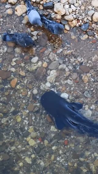 ​When Fish Hunt Birds: Insane Catfish Ambush