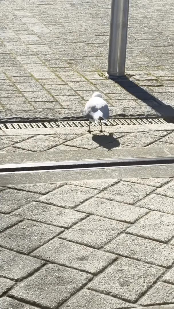 A seagull playing with a bouncing ball