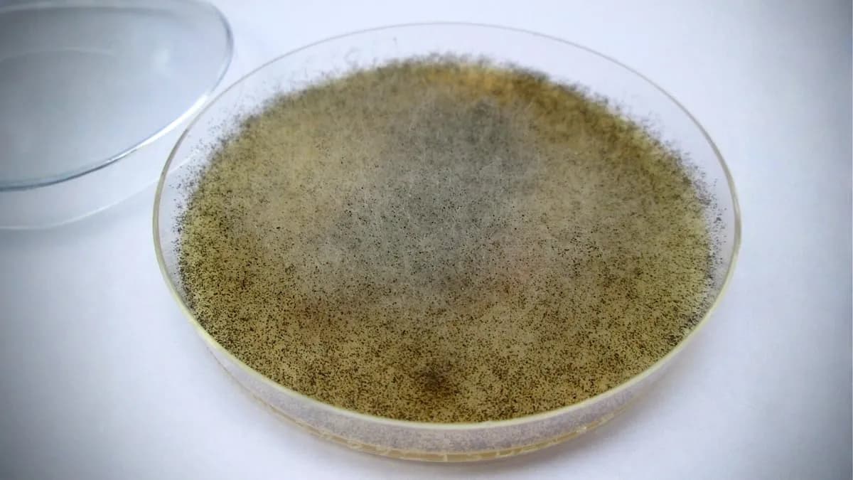Scientists Find a Fungus That Could Protect The Body From Radiation
