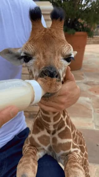 Bottle time for this tiny giraffe