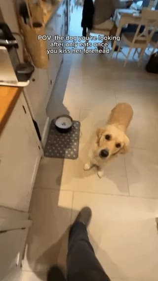 Pov : The Dog you're looking after only eats once you kiss her forehead