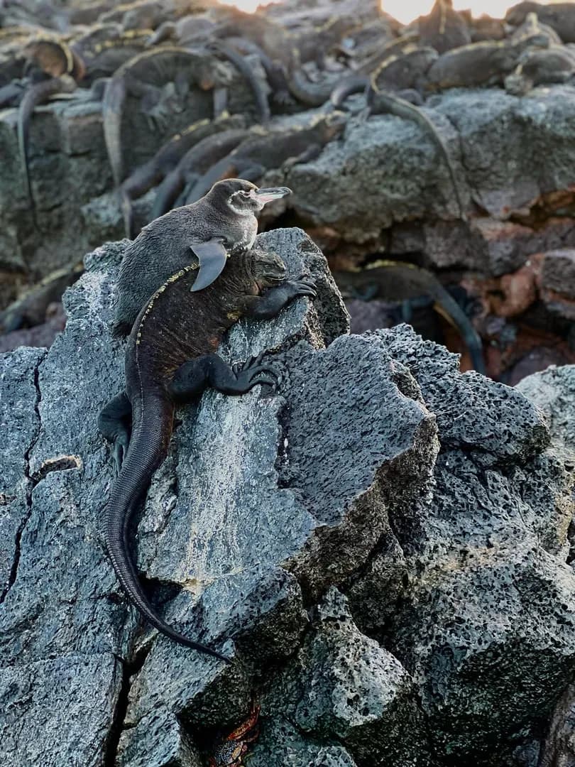 A Penguin & A Marine Iguana Resting Together In The Galápagos Islands (Photo Credit: Monica Reck)