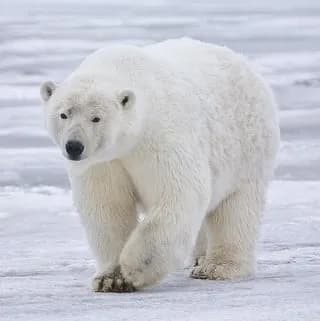TIL that despite being the mascot of the Klondike Bar, polar bears do not actually inhabit the Klondike region of the Yukon.