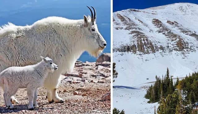 TIL that in 2023, a Montana ski patrol reported that a mountain goat started a 1,000' avalanche, road the avalanche all the way down, and walked away without apparent injury.