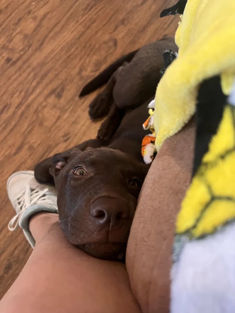 [OC] My 3mo puppy looking up at me