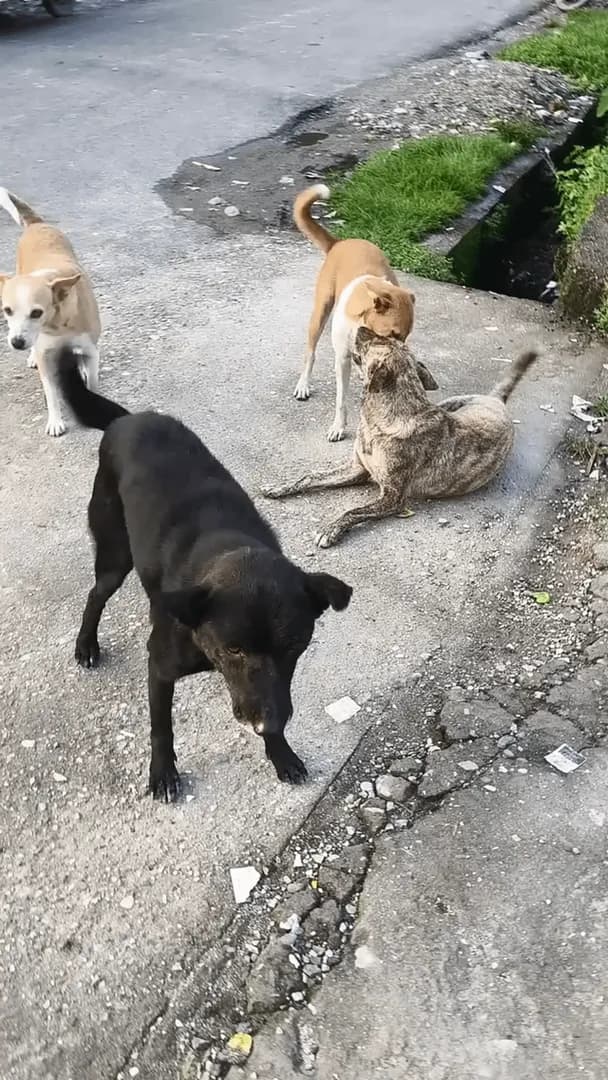 [OC] This is my crew. No matter how hard the day, they're always happy to see me. That's why the shelter is happening.