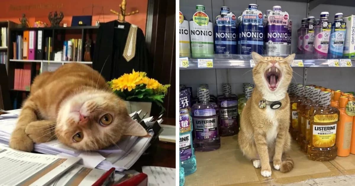 42 Times Cats Took On Real Jobs With Very Questionable Work Ethics