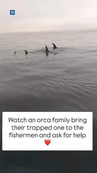 Fishermen Free an Orca Tangled in Rope and Buoys