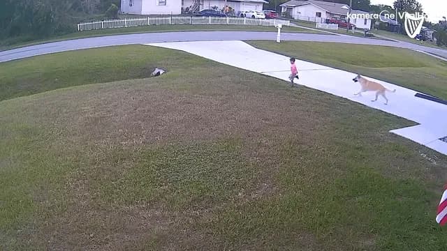 True affection, this German Shepherd saves the child from another dog.