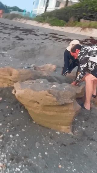 Good folks help stranded turtle 🐢