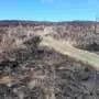 Port Hills research reveals 'fire trap' risk from non-native grass