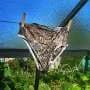 What can a pair of underpants tell you about your vegetable garden?