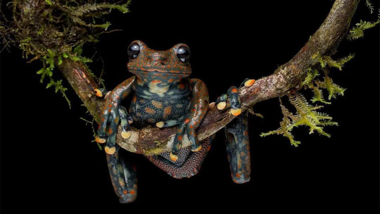 26 Wild Frog Photos Shared By The ‘Herping The Globe’ Community