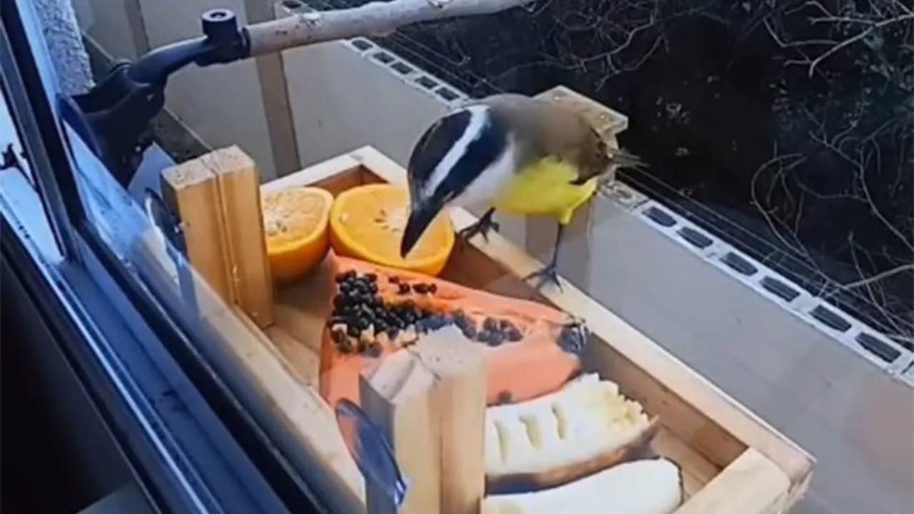 This Brazilian Man Turned His Window Into A Little “Bird Restaurant,” And 21 Photos Show The Guests