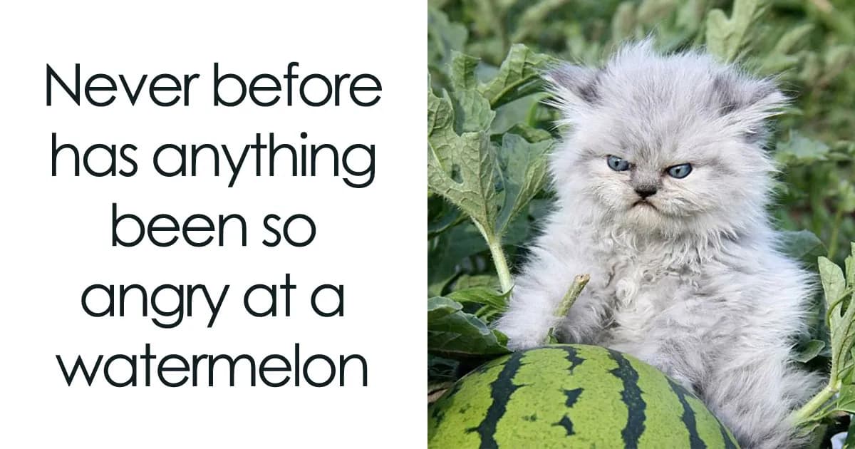 Quirky Cat Memes That Every Cat Owner Might Immediately Understand