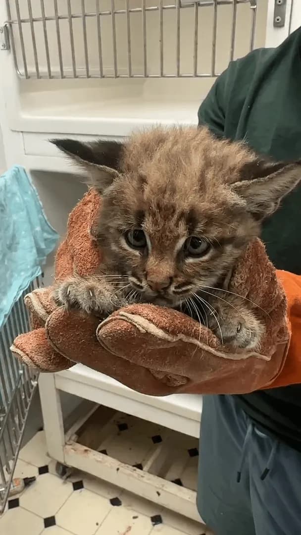 Orphaned Bobcat Kitten Found Under a Porch Dehydrated and Underweight, Now Beginning Rehabilitation for Future Release Into the Wild