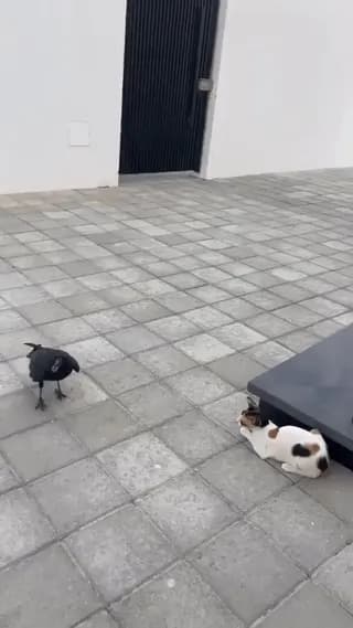 raven playing with a kitten