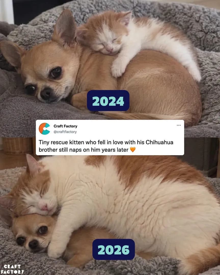 Chi ow ow