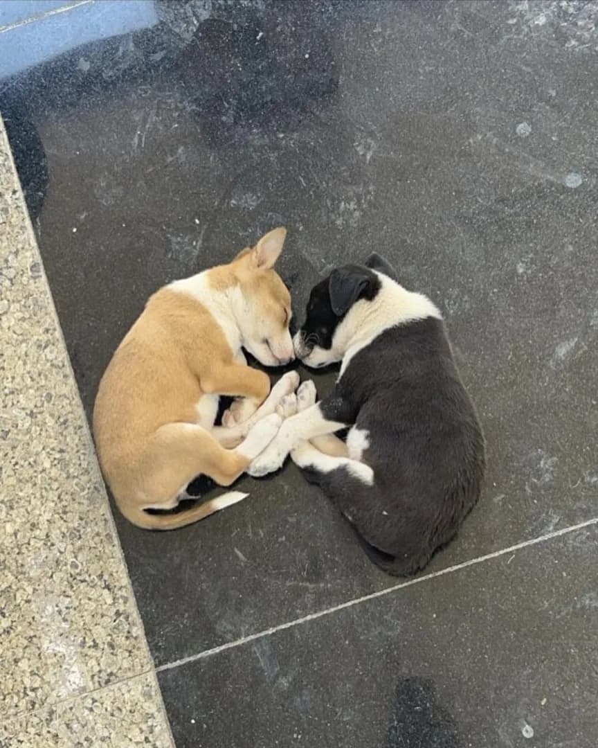 Yin Yang Puppies