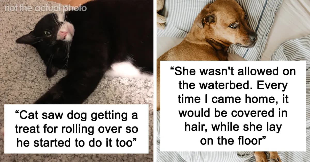 Pets Who Surprised Their Owners By Showing How Intelligent They Can Be