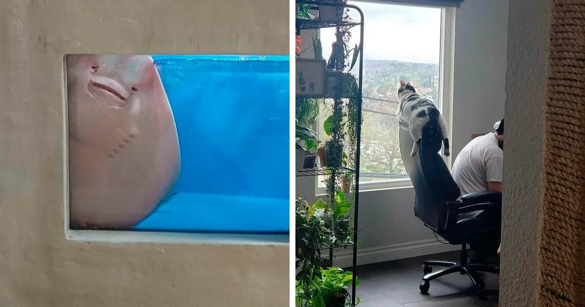 Not My Animal: 37 Animal Pics That Just Don't Make Any Sense