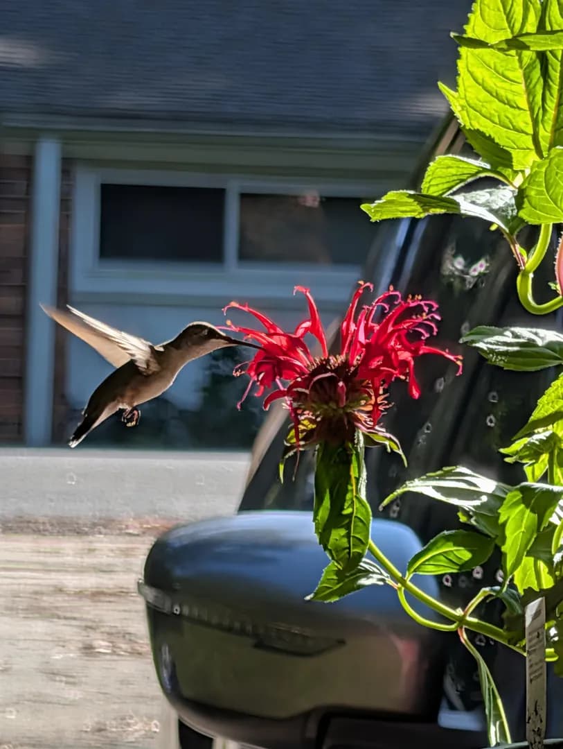 I just bought some scarlet beebalm!